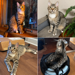 Lost Male Cat last seen Hackamore & Lariat in Tollgate neighborhood outside Sisters, Oregon, Deschutes County, OR 97759
