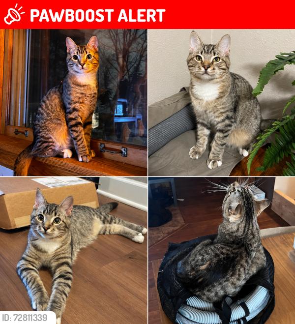Lost Male Cat last seen Hackamore & Lariat in Tollgate neighborhood outside Sisters, Oregon, Deschutes County, OR 97759