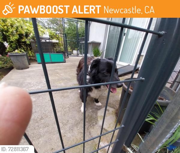Found/Stray Unknown Dog last seen At bridge, Newcastle, CA 95658