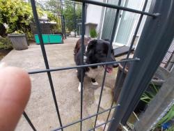 Found/Stray Unknown Dog last seen At bridge, Newcastle, CA 95658