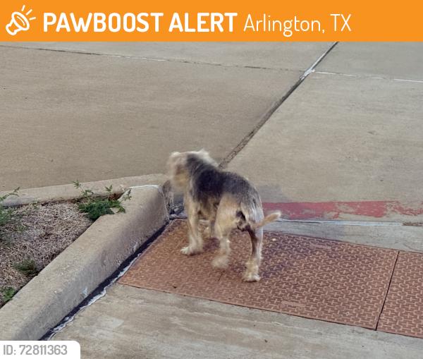 Found/Stray Unknown Dog last seen Near benge dr , Arlington, TX 76013