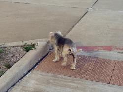 Found/Stray Unknown Dog last seen Near benge dr , Arlington, TX 76013