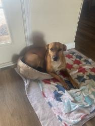 Lost Female Dog last seen Near Sleepy Hollow Rd, Ennis, TX 75119