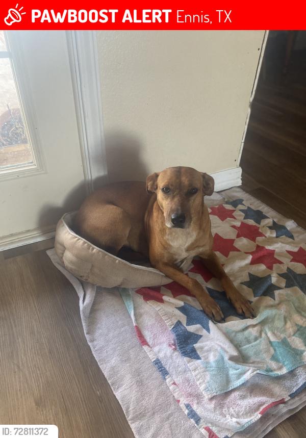 Lost Female Dog last seen Near Sleepy Hollow Rd, Ennis, TX 75119