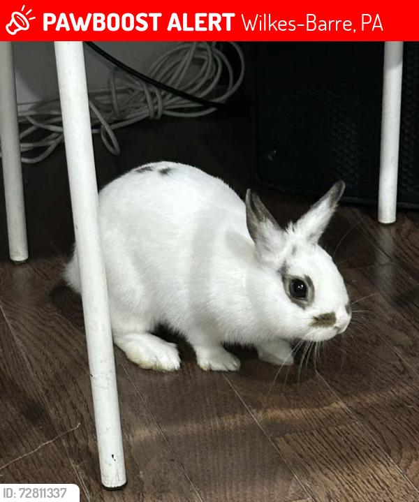 Lost Male Rabbit last seen Richard st, Wilkes-Barre, PA 18702