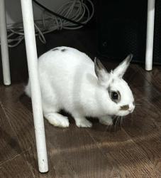 Lost Male Rabbit last seen Richard st, Wilkes-Barre, PA 18702