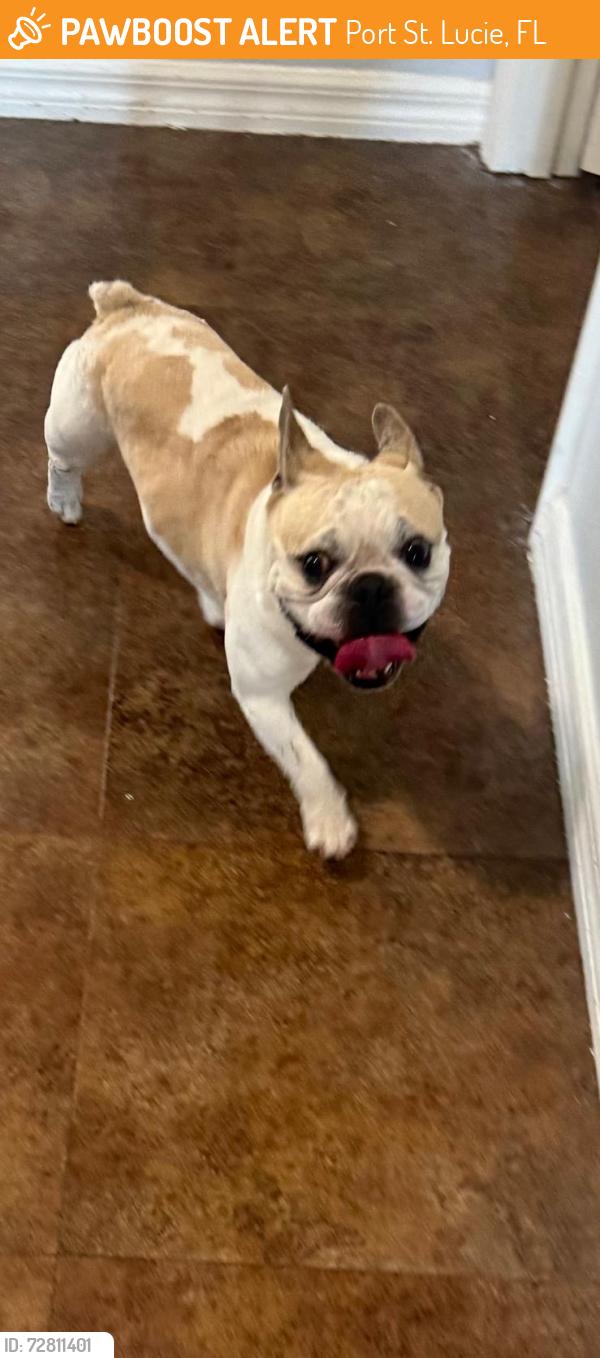 Found/Stray Unknown Dog last seen Near se Airoso blvd, Port St. Lucie, FL 34984