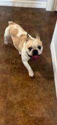 Found/Stray Unknown Dog last seen Near se Airoso blvd, Port St. Lucie, FL 34984