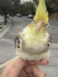 Lost Male Bird last seen Orange Grove lane in brea. , Brea, CA 92823