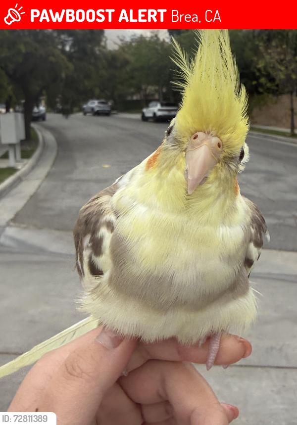 Lost Male Bird last seen Orange Grove lane in brea. , Brea, CA 92823