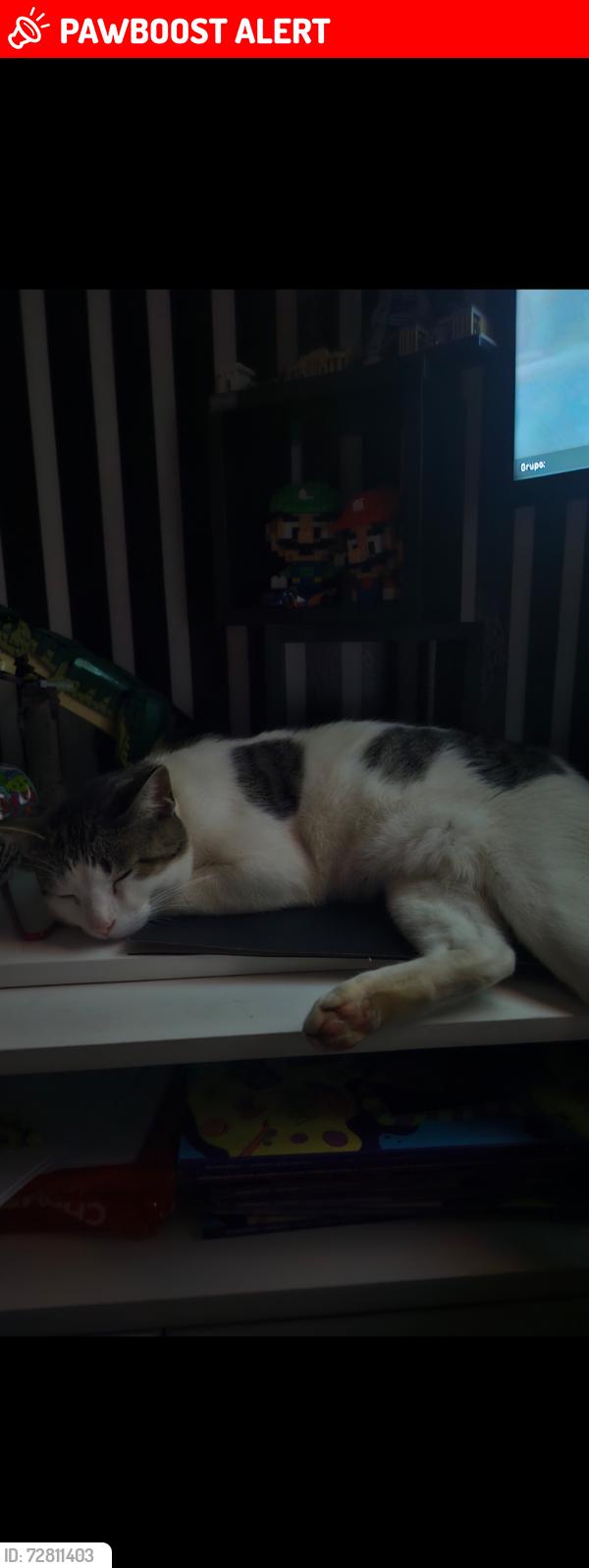 Lost Male Cat last seen Condomínio Tenda, Rua Kenkiti Shimomoto, SP 05583-000