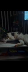 Lost Male Cat last seen Condomínio Tenda, Rua Kenkiti Shimomoto, SP 05583-000