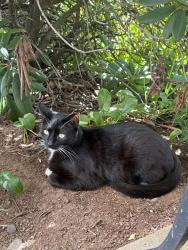 Found/Stray Male Cat last seen NW Expressway, Eugene, OR 97404