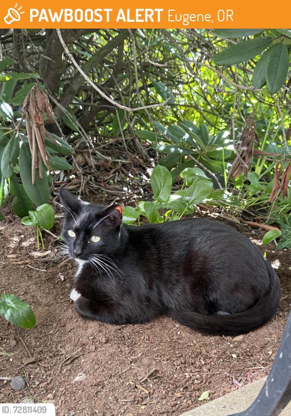Found/Stray Male Cat last seen NW Expressway, Eugene, OR 97404