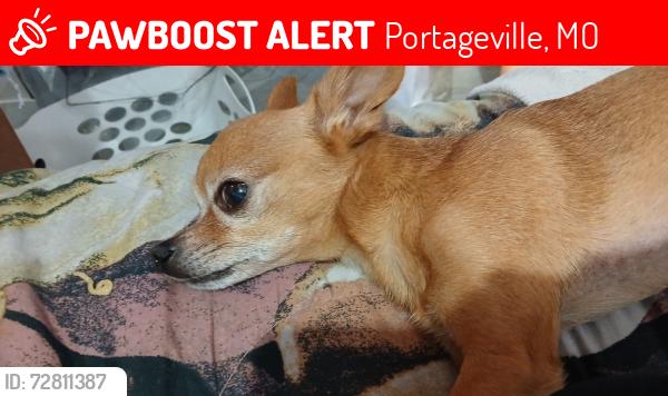Lost Male Dog last seen Agape church. Interstate. Portageville exit, Portageville, MO 63873