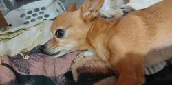 Lost Male Dog last seen Agape church. Interstate. Portageville exit, Portageville, MO 63873