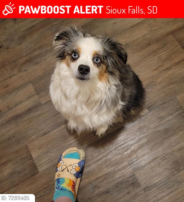 Lost Male Dog last seen Prairie Ave and 15th street, Sioux Falls, SD 57104