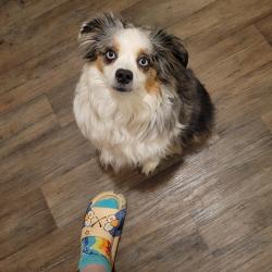 Lost Male Dog last seen Prairie Ave and 15th street, Sioux Falls, SD 57104