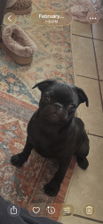Lost Female Dog last seen Sunset and arenal, Albuquerque, NM 87105