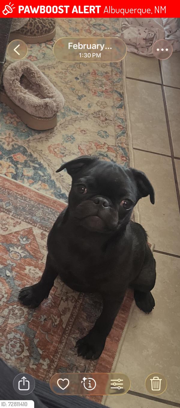 Lost Female Dog last seen Sunset and arenal, Albuquerque, NM 87105