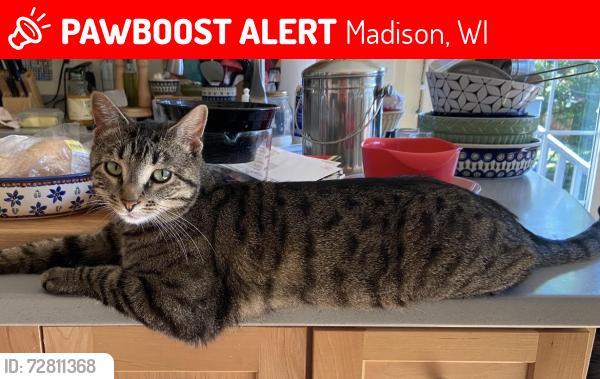 Lost Male Cat last seen Village of Shorewood Hills, Madison, WI 53705