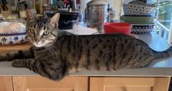 Lost Male Cat last seen Village of Shorewood Hills , Madison, WI 53705