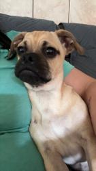 Found/Stray Female Dog last seen Barhill bay, San Antonio, TX 78245