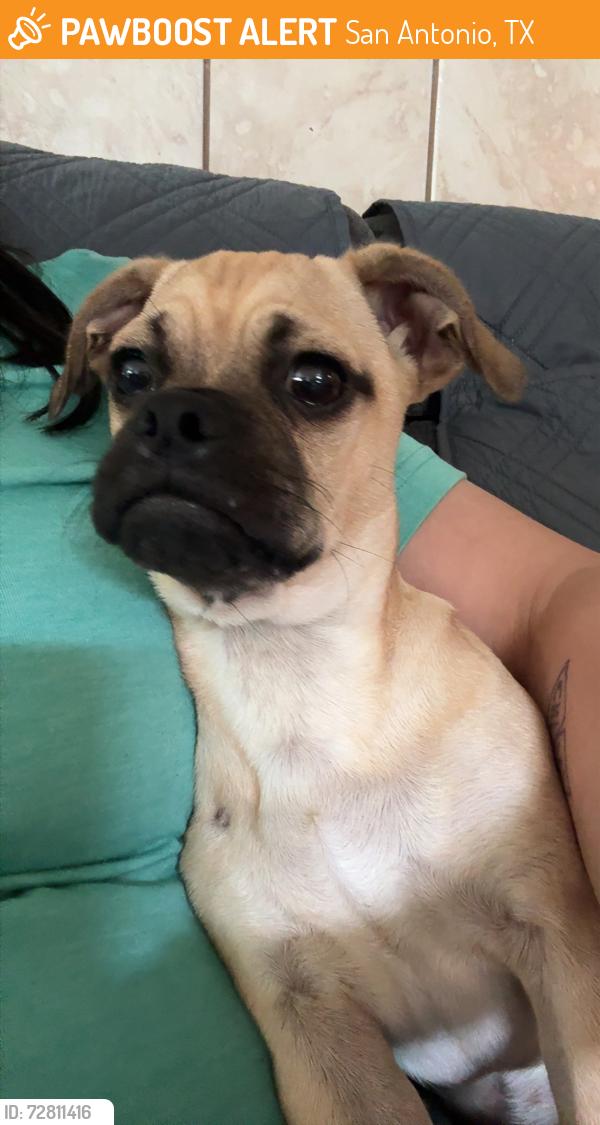 Found/Stray Female Dog last seen Barhill bay, San Antonio, TX 78245