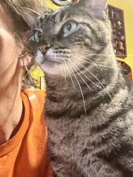 Lost Male Cat last seen SPANN road, Little Rock, AR 72209