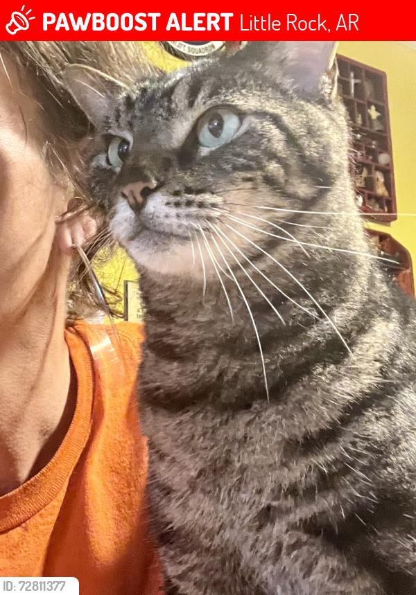 Lost Male Cat last seen SPANN road, Little Rock, AR 72209