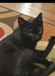 Lost Male Cat last seen Lakeshore and South Lakyeshorw, Euclid, OH 44123
