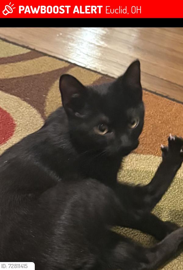 Lost Male Cat last seen Lakeshore and South Lakyeshorw, Euclid, OH 44123