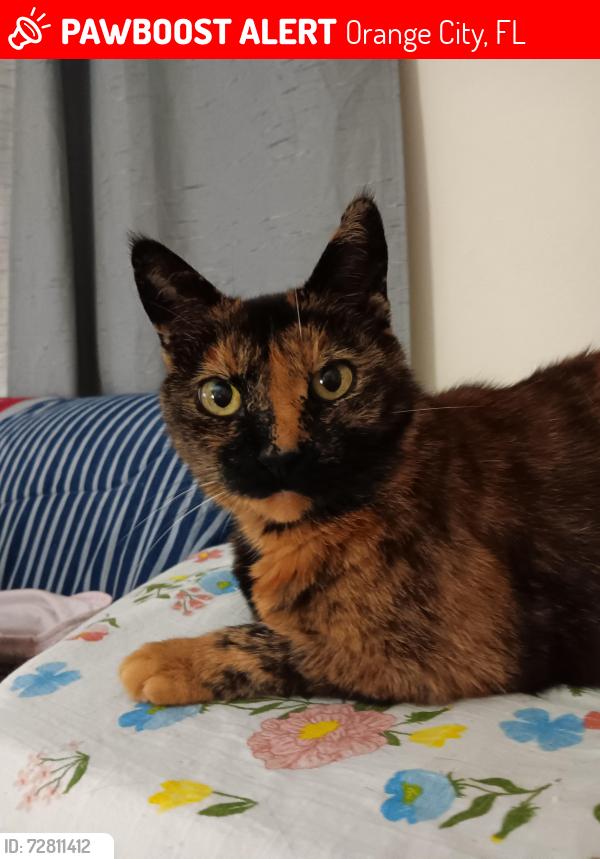 Lost Female Cat last seen W. Blue Springs Ave., Orange City, FL 32763