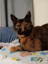 Lost Female Cat last seen W. Blue Springs Ave., Orange City, FL 32763