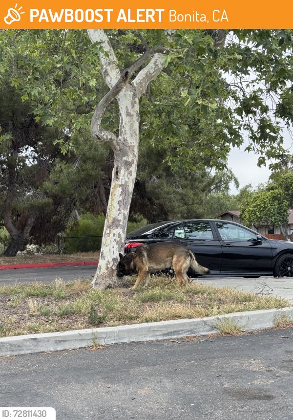 Found/Stray Male Dog last seen In the park, Bonita, CA 91902