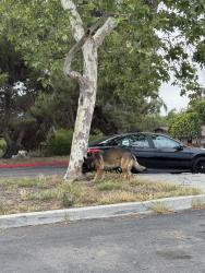 Found/Stray Male Dog last seen In the park, Bonita, CA 91902