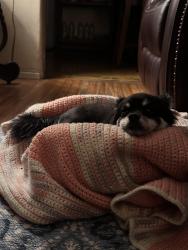 Lost Female Dog last seen Amar and Sunset, La Puente, CA 91744