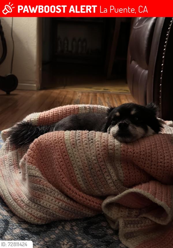 Lost Female Dog last seen Amar and Sunset, La Puente, CA 91744