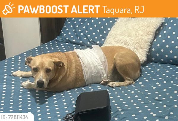 Found/Stray Female Dog last seen Estrada da boiuna 1367, Taquara, RJ 