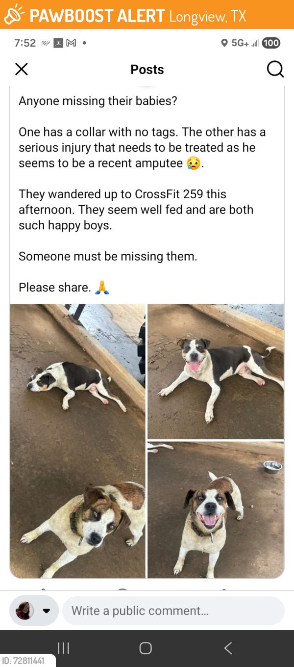 Found/Stray Male Dog last seen East Loop 281, Longview, TX 75605