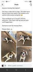 Found/Stray Male Dog last seen East Loop 281, Longview, TX 75605