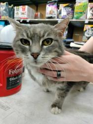 Found/Stray Female Cat last seen Ellison, Layton, UT 84041