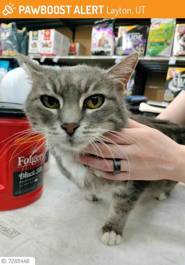 Found/Stray Female Cat last seen Ellison, Layton, UT 84041