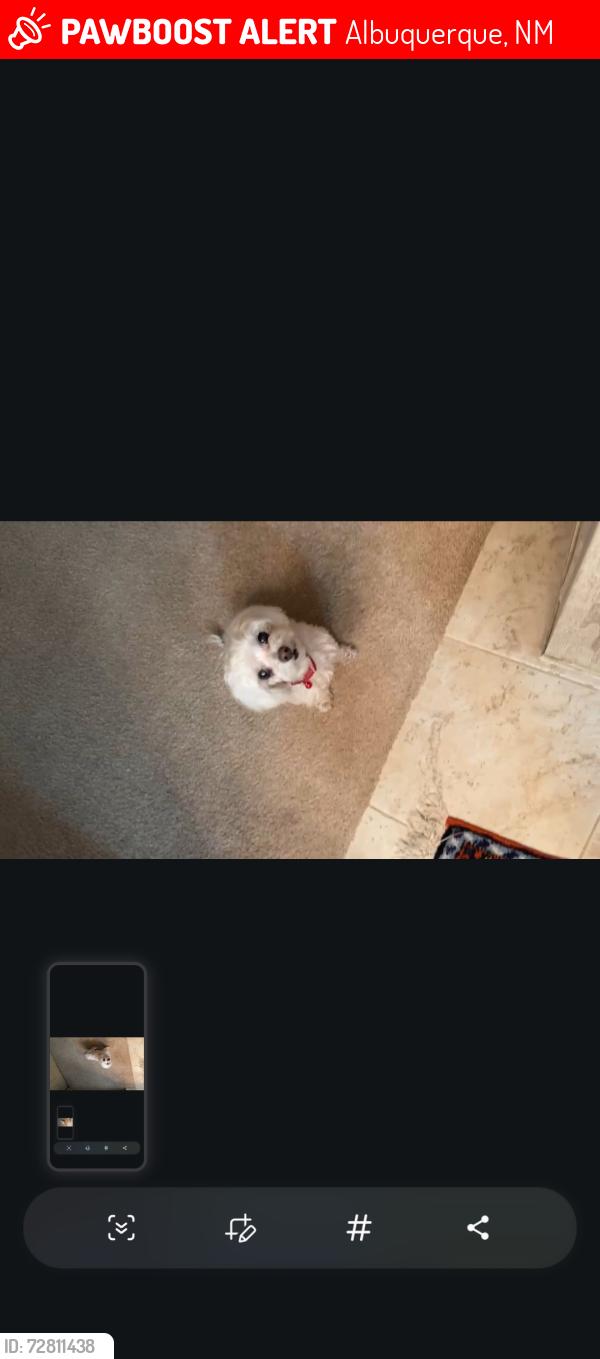Lost Female Dog last seen Near drainage area next to a car wash, Albuquerque, NM 87105