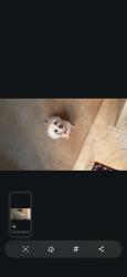 Lost Female Dog last seen Near drainage area next to a car wash, Albuquerque, NM 87105