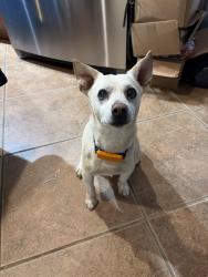 Found/Stray Male Dog last seen Sky tower Park, Lancaster, CA 93534