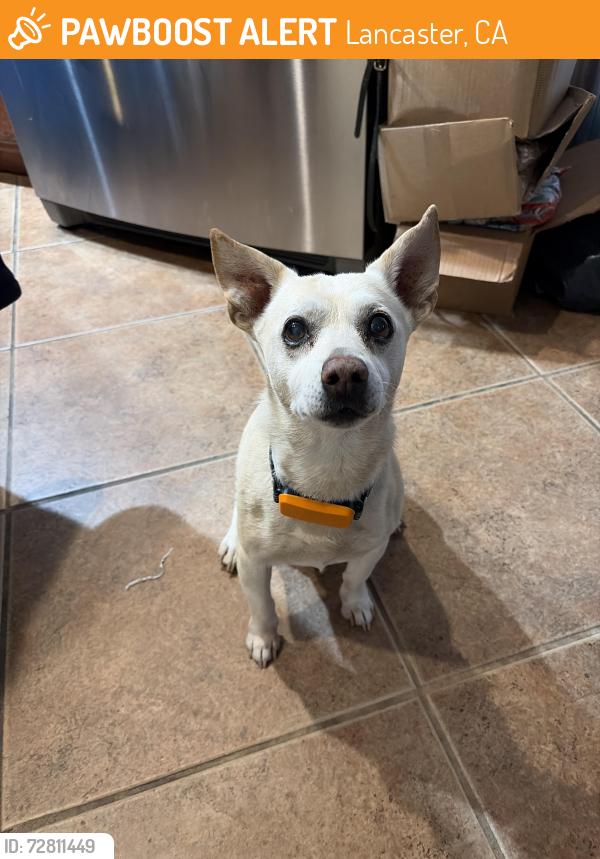 Found/Stray Male Dog last seen Sky tower Park, Lancaster, CA 93534