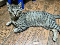 Found/Stray Male Cat last seen Near and Linden St, Bellaire, TX 77401