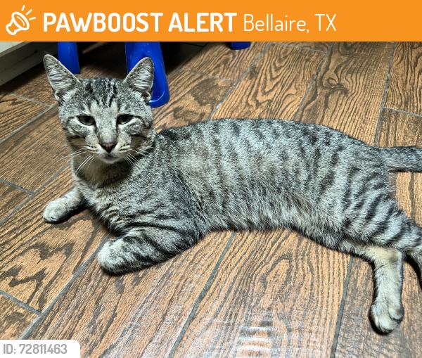 Found/Stray Male Cat last seen Near and Linden St, Bellaire, TX 77401