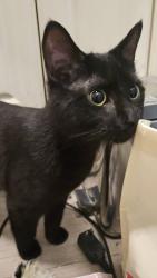 Found/Stray Male Cat last seen Lynnhaven Parkway and Wind Mill crescent, Virginia Beach, VA 23453